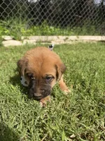 Boxer Mix Boy 1, a male Boxer for sale in Ballinger, TX – 1 of 3