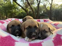 Boxer Mix Boy 2, a male Boxer for sale in Ballinger, TX – 3 of 6