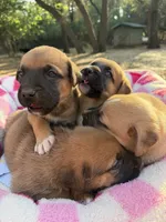 Boxer Mix Boy 2, a male Boxer for sale in Ballinger, TX – 5 of 6