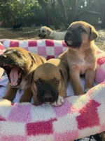 Boxer Mix Girl, a female Boxer for sale in Ballinger, TX – 4 of 5