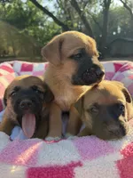 Boxer Mix Boy 2, a male Boxer for sale in Ballinger, TX – 2 of 6