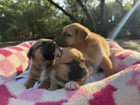 Boxer Mix Boy 2, a male Boxer for sale in Ballinger, TX – 4 of 6