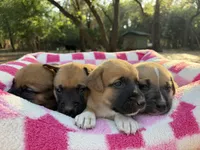 Boxer Mix Girl, a female Boxer for sale in Ballinger, TX – 3 of 5