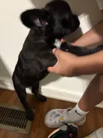 Shadow, a male French Bulldog and American Bully for sale in Omaha, NE – 3 of 4