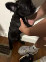 Shadow, a male French Bulldog and American Bully for sale in Omaha, NE – 4 of 4