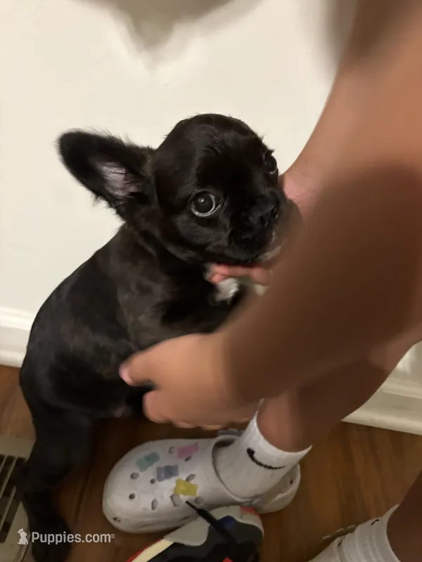 Shadow – French Bulldog, American Bully puppy for sale in Omaha, NE
