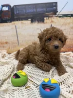 Rocky, a male Miniature Aussiedoodle for sale in West Point, MS – 2 of 7