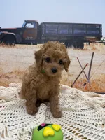 River, a male Miniature Aussiedoodle for sale in West Point, MS – 7 of 8