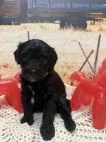 Sam, a male Yorkipoo for sale in West Point, MS – 8 of 8