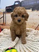 River, a male Miniature Aussiedoodle for sale in West Point, MS – 3 of 8