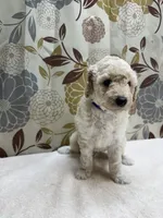 Tucker, a male Poodle - Miniature  for sale in West Point, MS – 4 of 7