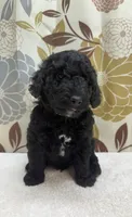 Rufus, a male Poodle - Miniature  for sale in West Point, MS – 6 of 8