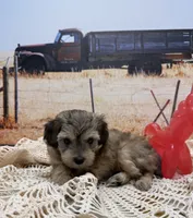 Hawk, a male Miniature Aussiedoodle for sale in West Point, MS – 3 of 8