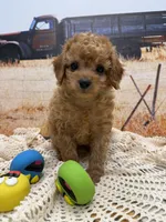 River, a male Miniature Aussiedoodle for sale in West Point, MS – 4 of 8