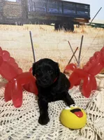Rusty, a female Yorkipoo for sale in West Point, MS – 2 of 9