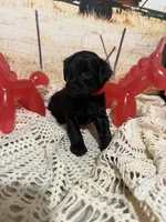 Rusty, a female Yorkipoo for sale in West Point, MS – 6 of 9