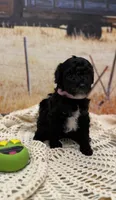 Jelly Bean , a female Yorkipoo for sale in West Point, MS – 3 of 10