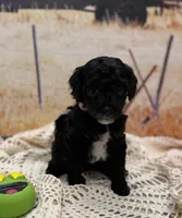 Jelly Bean , a female Yorkipoo for sale in West Point, MS – 6 of 10
