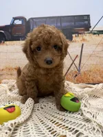 Rocky, a male Miniature Aussiedoodle for sale in West Point, MS – 6 of 7