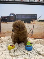 Rocky, a male Miniature Aussiedoodle for sale in West Point, MS – 7 of 7