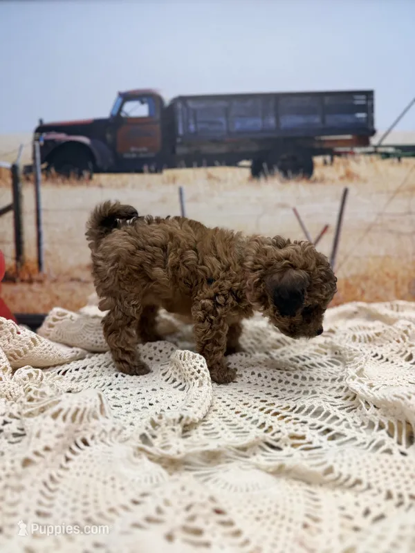 Cleo – Miniature Aussiedoodle puppy for sale in West Point, MS