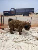 Cleo, a female Miniature Aussiedoodle for sale in West Point, MS – 1 of 8