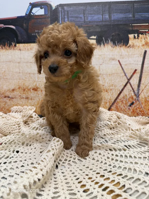 River – Miniature Aussiedoodle puppy for sale in West Point, MS