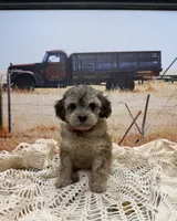 Hawk, a male Miniature Aussiedoodle for sale in West Point, MS – 6 of 8