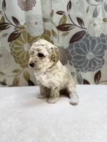 Charlie, a male Poodle - Miniature  for sale in West Point, MS – 3 of 6