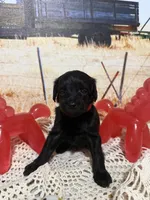 Rusty, a female Yorkipoo for sale in West Point, MS – 5 of 9