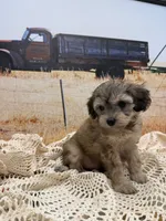 Hawk, a male Miniature Aussiedoodle for sale in West Point, MS – 8 of 8