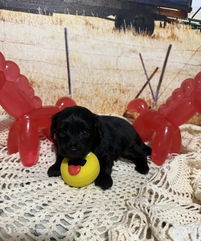 Rusty – Yorkipoo puppy for sale in West Point, MS
