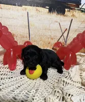Rusty, a female Yorkipoo for sale in West Point, MS – 1 of 9