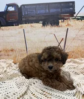 Cleo, a female Miniature Aussiedoodle for sale in West Point, MS – 3 of 8