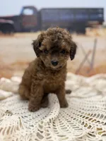 Cleo, a female Miniature Aussiedoodle for sale in West Point, MS – 2 of 8