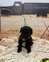 Jelly Bean , a female Yorkipoo for sale in West Point, MS – 7 of 10