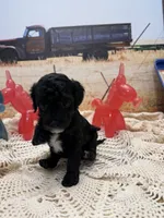 Jelly Bean , a female Yorkipoo for sale in West Point, MS – 4 of 10