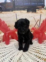 Sam, a male Yorkipoo for sale in West Point, MS – 3 of 8
