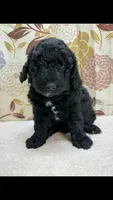 Rufus, a male Poodle - Miniature  for sale in West Point, MS – 7 of 8