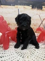 Sam, a male Yorkipoo for sale in West Point, MS – 2 of 8