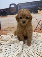 River, a male Miniature Aussiedoodle for sale in West Point, MS – 8 of 8