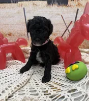 Jelly Bean , a female Yorkipoo for sale in West Point, MS – 2 of 10