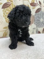Rufus, a male Poodle - Miniature  for sale in West Point, MS – 1 of 8