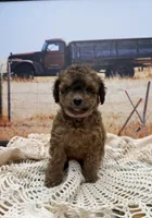 Cleo, a female Miniature Aussiedoodle for sale in West Point, MS – 4 of 8