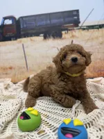 Rocky, a male Miniature Aussiedoodle for sale in West Point, MS – 5 of 7