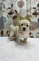 Charlie, a male Poodle - Miniature  for sale in West Point, MS – 5 of 6