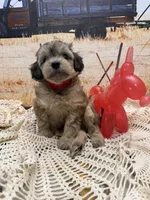 Hawk, a male Miniature Aussiedoodle for sale in West Point, MS – 7 of 8