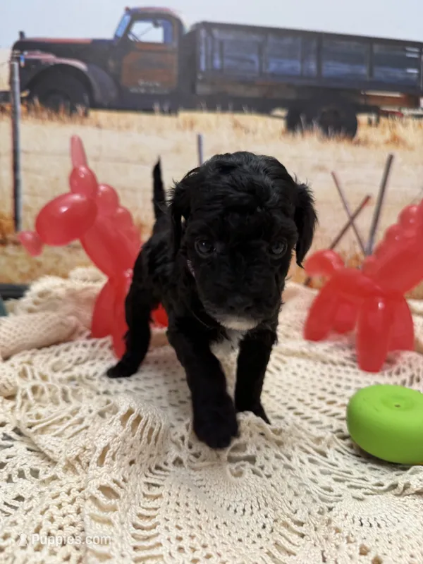 Jelly Bean  – Yorkipoo puppy for sale in West Point, MS