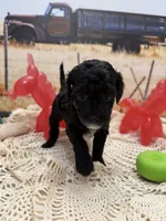 Jelly Bean , a female Yorkipoo for sale in West Point, MS – 1 of 10