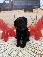 Sam, a male Yorkipoo for sale in West Point, MS – 5 of 8